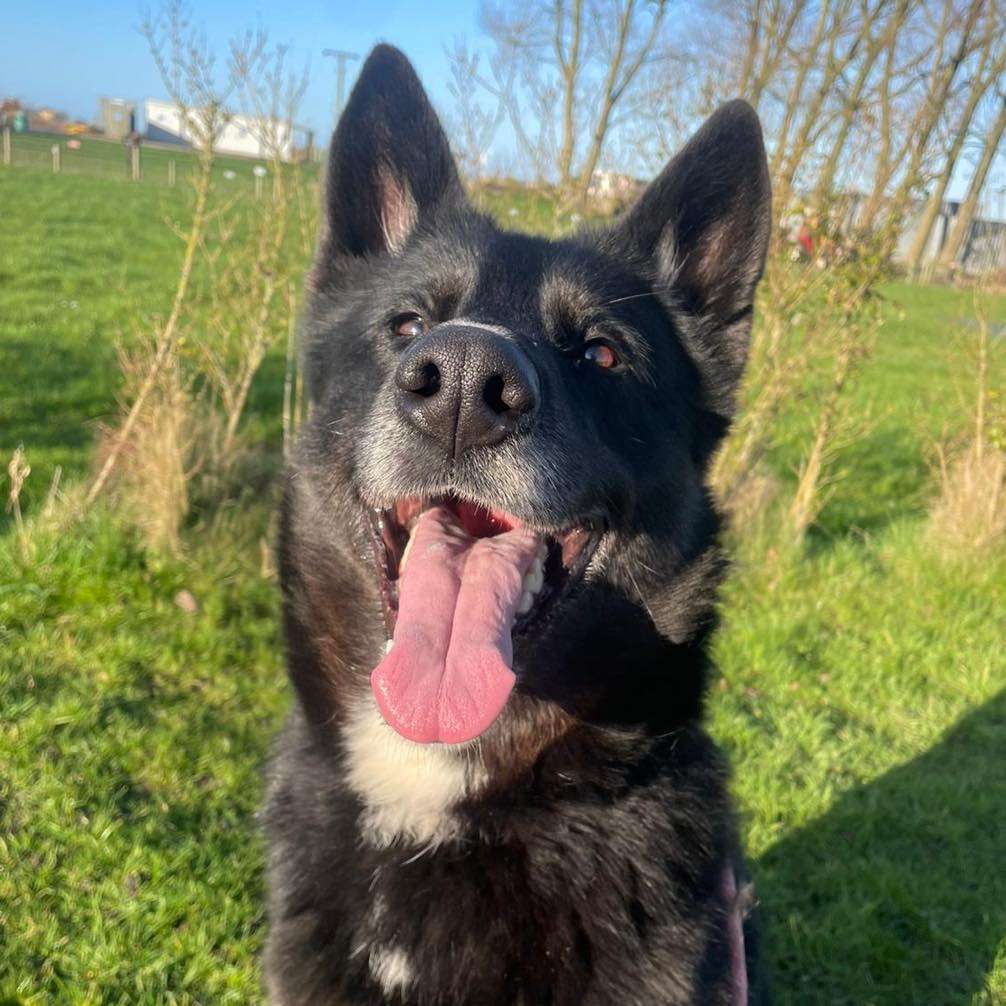 rescuedoggypaws's tweet image. Harley is in #Preesall #Lancashire
She’s a young girl who they believe to be GSD x   Husky
Harley needs a human pal who will NEVER get tired of her cuddles and kisses
She's needing a few lead manners but she’s only been at the kennels a few weeks 
dogonastring@hotmail.co.uk