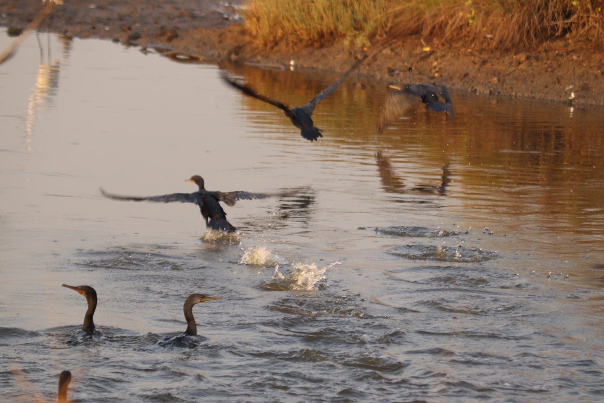 Environment Life Foundation tweet media