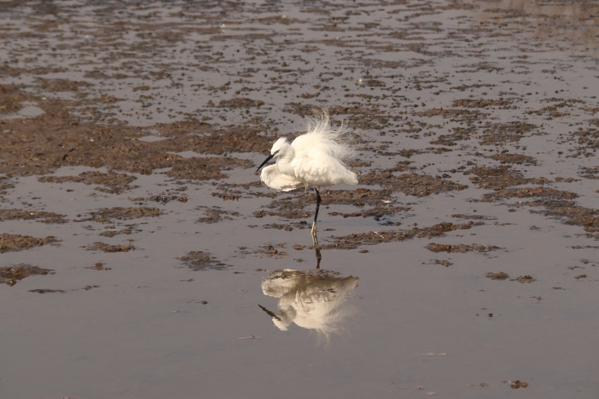 Environment Life Foundation tweet media