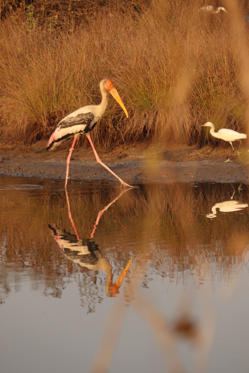 Environment Life Foundation tweet media