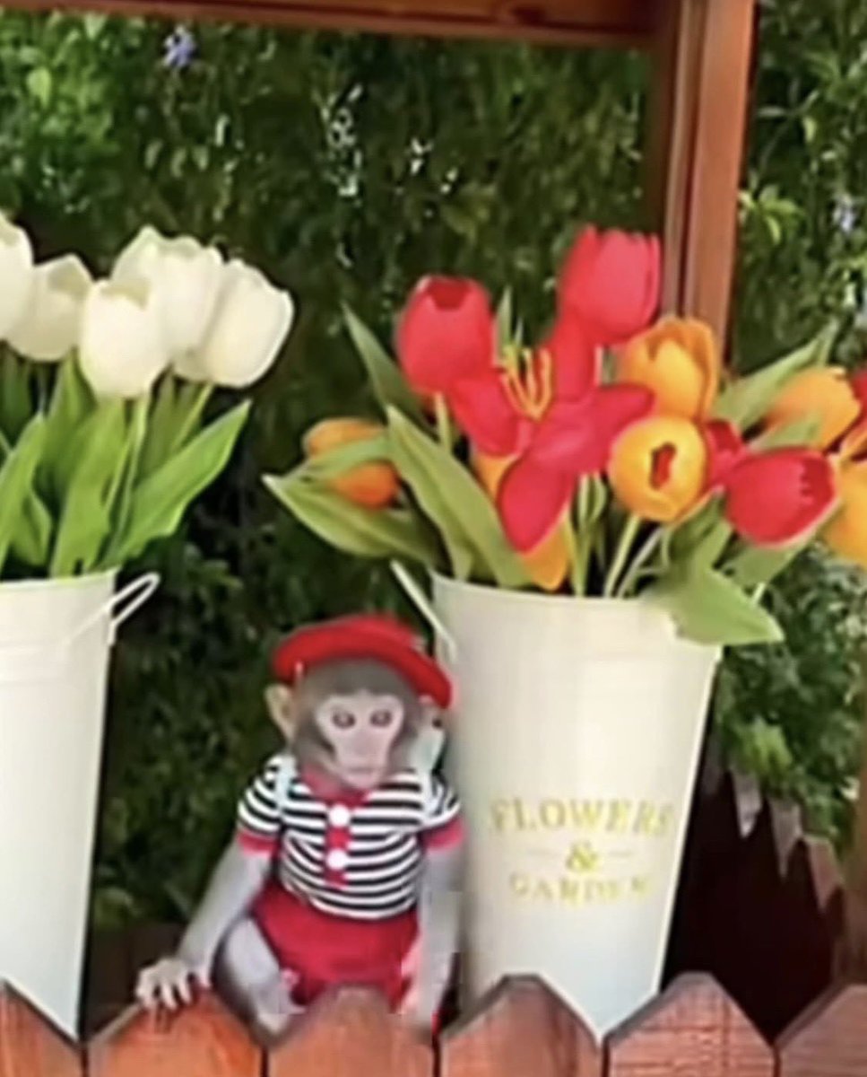 원숭이 아카이브 tweet media