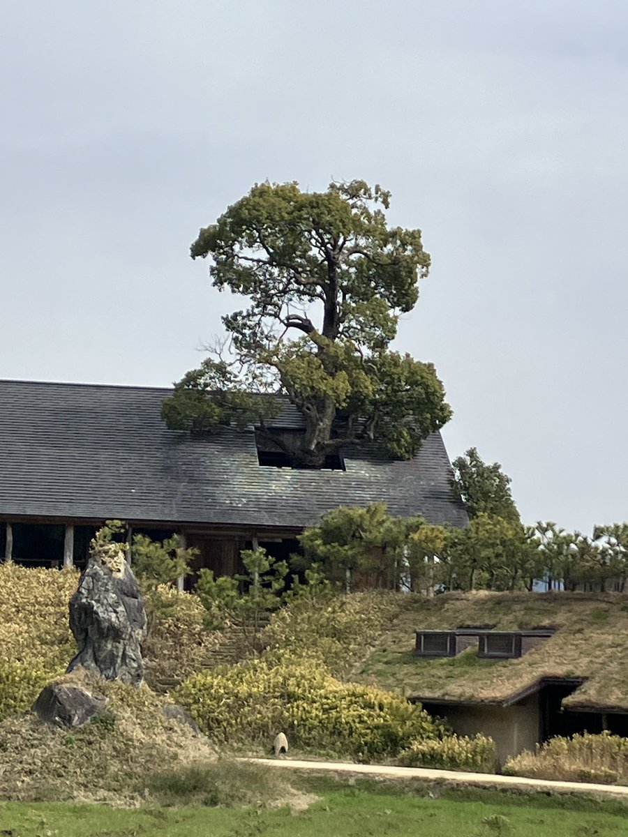 Hasu no hana tweet media