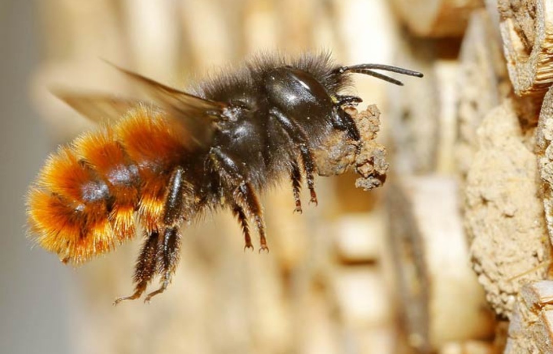 killer_kunst's tweet photo. @meganuni11 fun fact: Imkerei ist nicht die lösung. Übermäßige Honigbienen zucht kann die lage der ~300 gefährdeten Wildbienenarten sogar verschärfen. https://t.co/ciQZX35eDo