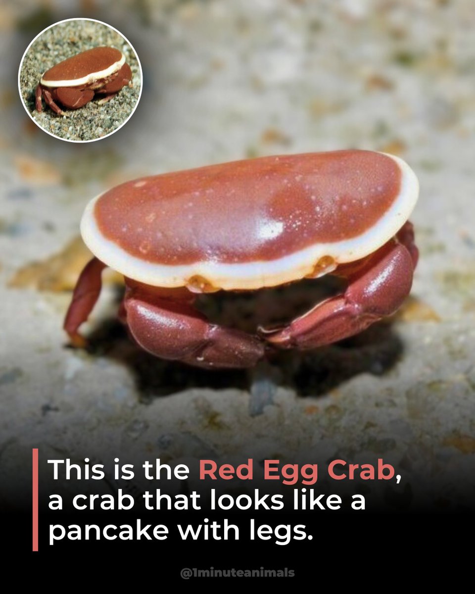 1MinuteAnimals's tweet photo. Native to Hong Kong, this freshwater crab lives in forest streams and humid mountain habitats.

It spends most of its time hiding beneath rocks and leaf litter to avoid predators and retain moisture.

#RedEggCrab #FreshwaterCrab #Crustaceans #HongKongWildlife #1minuteanimals https://t.co/NUtTM4sjOi