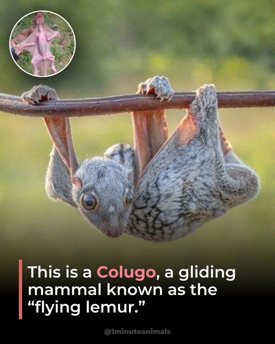 1MinuteAnimals's tweet photo. Despite the name, it isn’t actually a lemur, and it doesn’t fly.

A large membrane of skin allows them to glide impressive distances between trees in Southeast Asia.

#Colugo #FlyingLemur #WildlifeFacts #GlidingMammal #1minuteanimals https://t.co/teD8MYaxhs