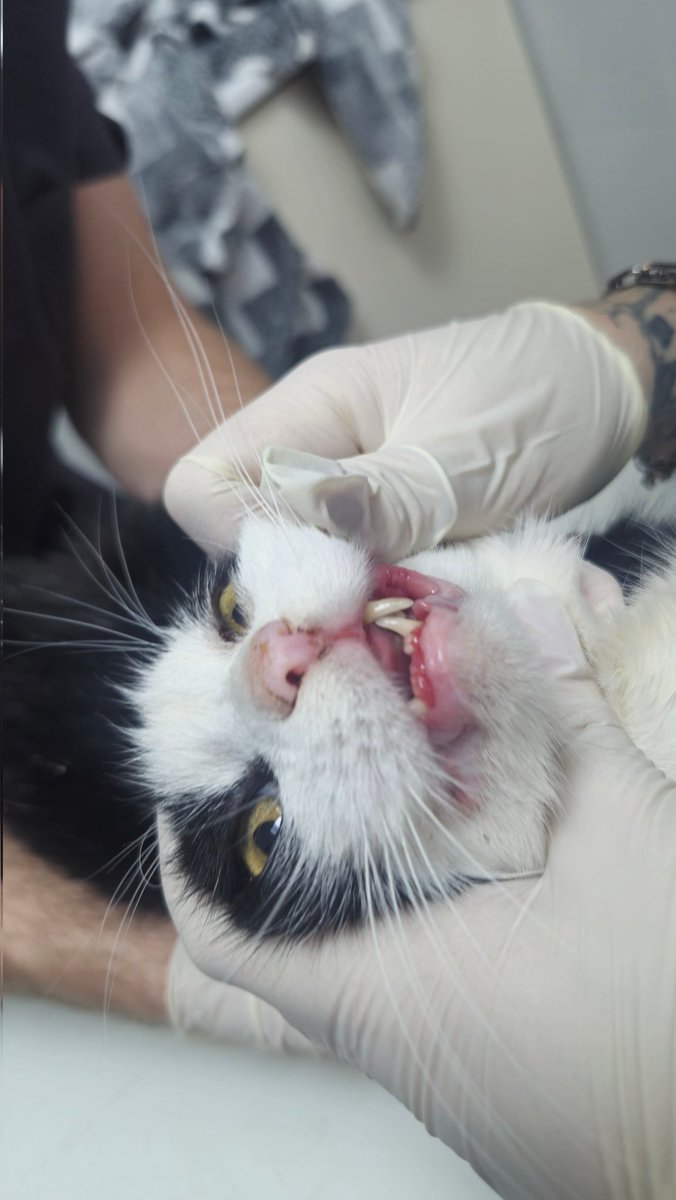 MurchikiUa's tweet photo. 💔маємо просити пожертви на кожного котика, щоб мати змогу їх лікувати і шукати їм дім. Машенька могла лишитись в Добропіллі, назавжди. Ми забрали її і весь цей час намагались прилаштувати. Попутно лікували, спочатку стерилізація, потім підшили грижу. Тепер Машенька почала відмовлятись їсти із за просто жахливого запалення в роті. Банка - тільки збір за виконане лікування в ветклініці, без врахування ліків, перевоз��к, вологого корму, яким її продовжуємо намагатись нагодувати.
Банка Машеньки https://t.co/BVMWxP8jy6
Карта банки 4874 1000 2499 5949 
Ціль 14977 грн
Paypal: volovchik@gmail.com
Просимо допомоги для Машеньки. Притулок в жахливих боргах, ми близькі до зупинки лікування тваринок, і це не перебільшення.
Киці також можна прислати паучі вологого корму: оптиміл, бріт, роял канін та ін. Новою поштою, або завітати в притулок, ми знаходимось на Солом'янці.