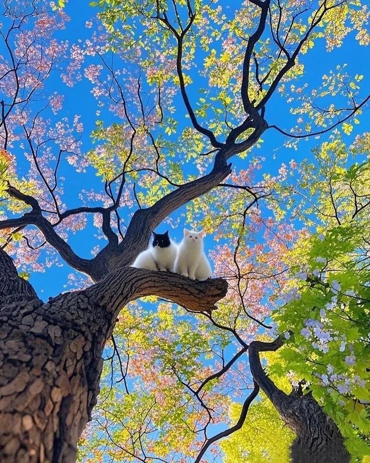 Aesthetics tweet media