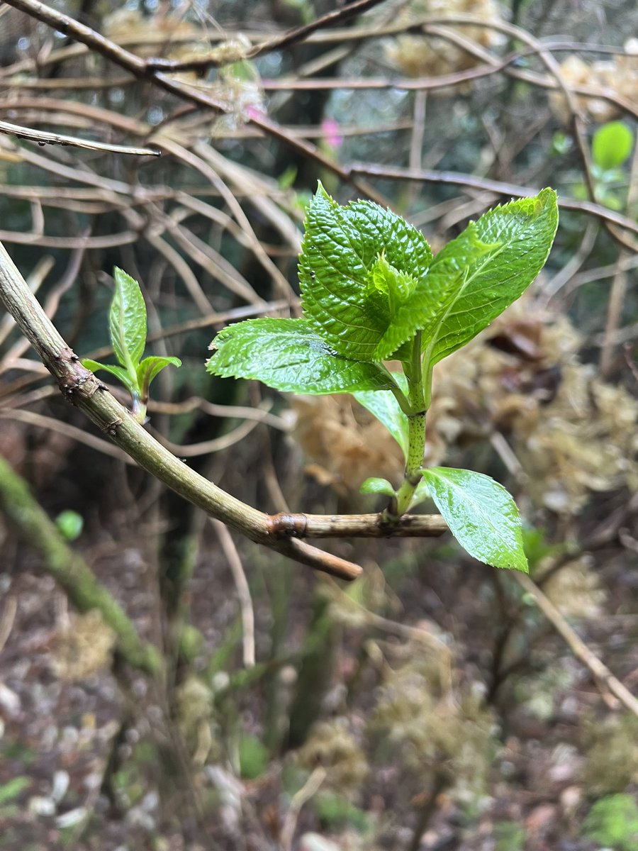 ch323's tweet image. Pruning a neglected hydrangea is fascinating - how it grows, where its energy is directed, which parts it sacrifices. #naturalworld