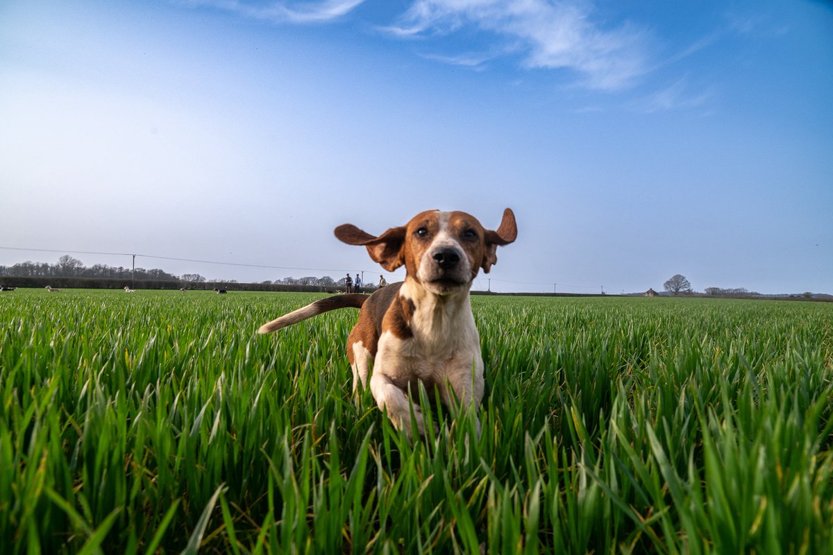 The Stoic Terrierman tweet media