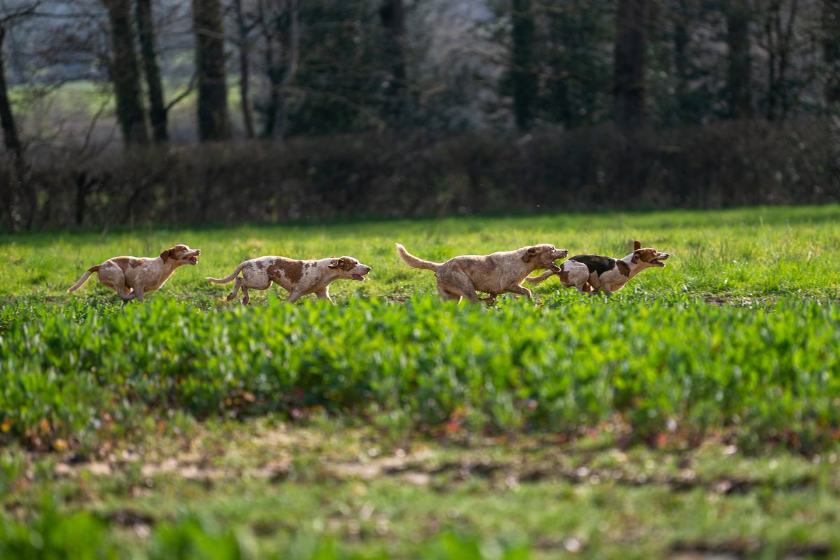 The Stoic Terrierman tweet media