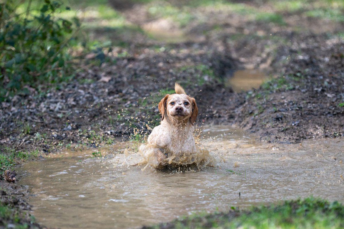 The Stoic Terrierman tweet media