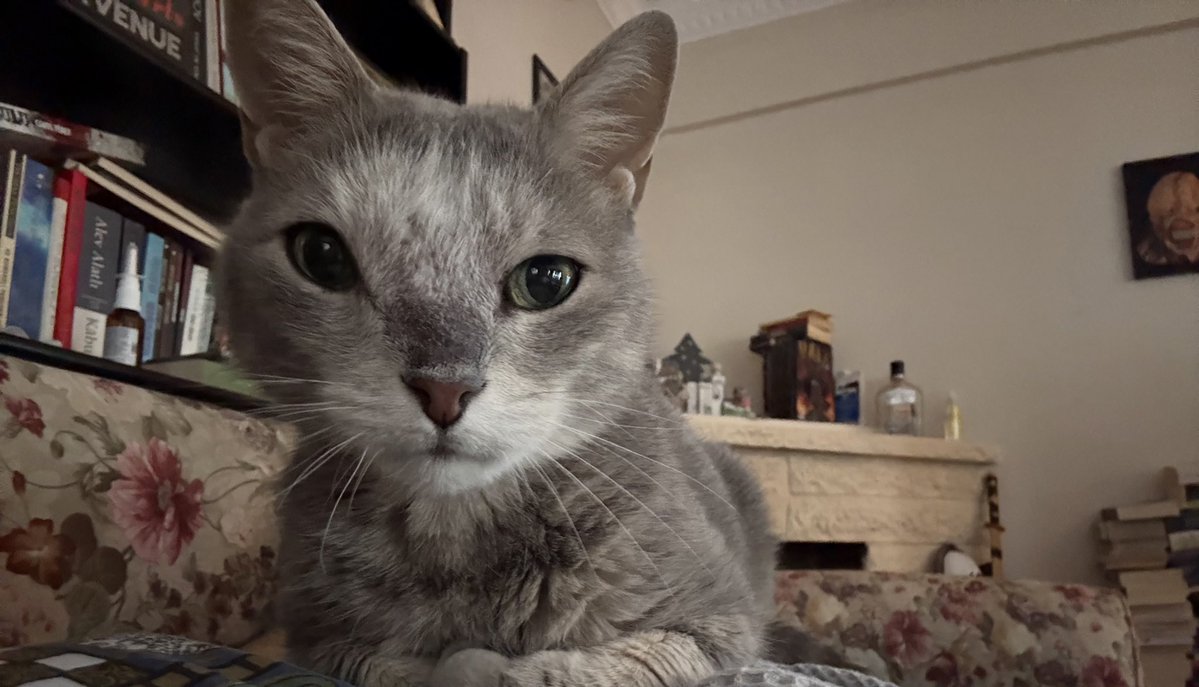 Pepper’ın ışın tedavisinde dökülen tüyleri beyaz olarak geri çıktı ve kızım uruk-haiye benziyor. 💕💕