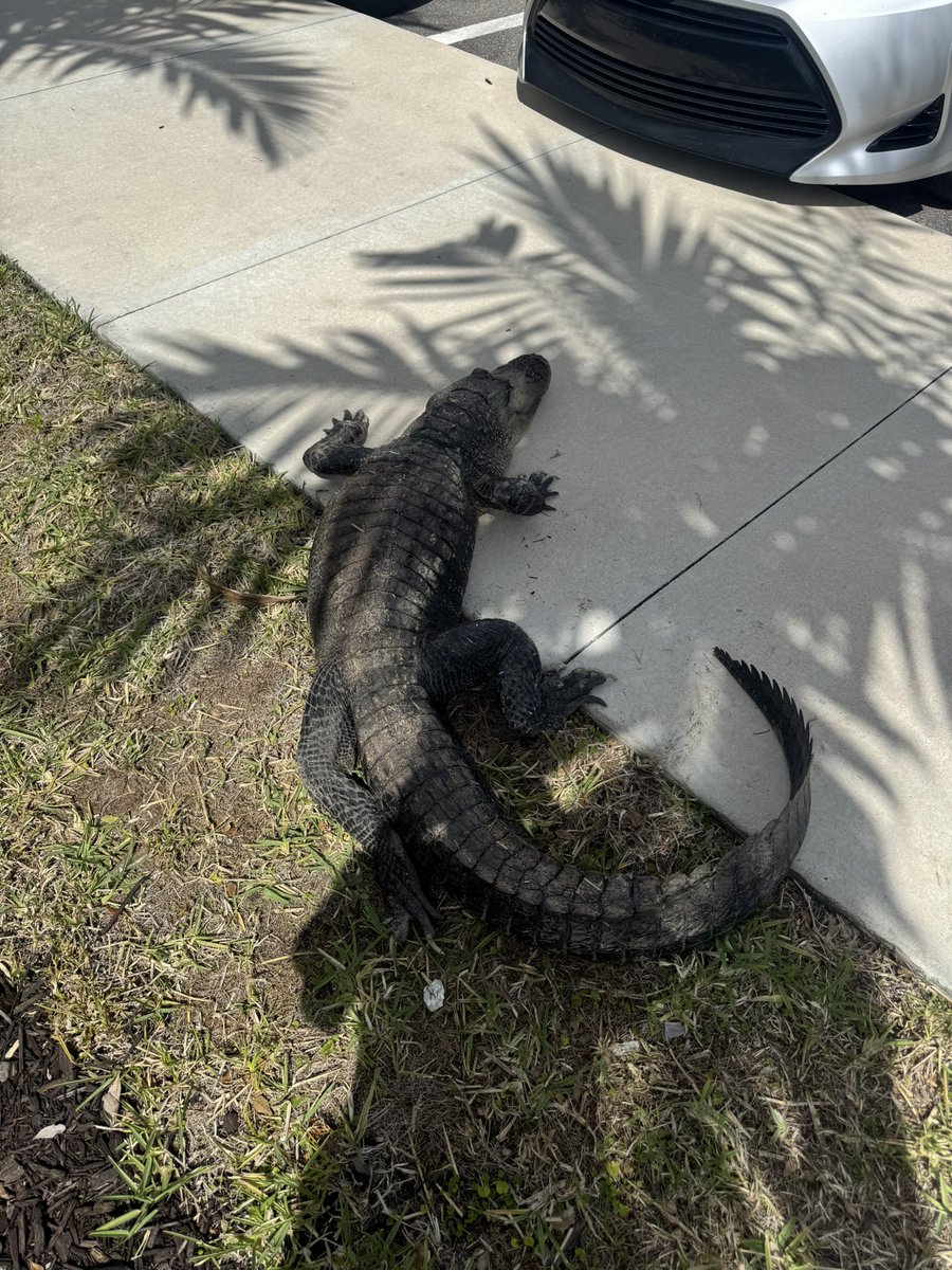 grielcr's tweet photo. Silly swamp pup rescue https://t.co/QRUUyLgQdi