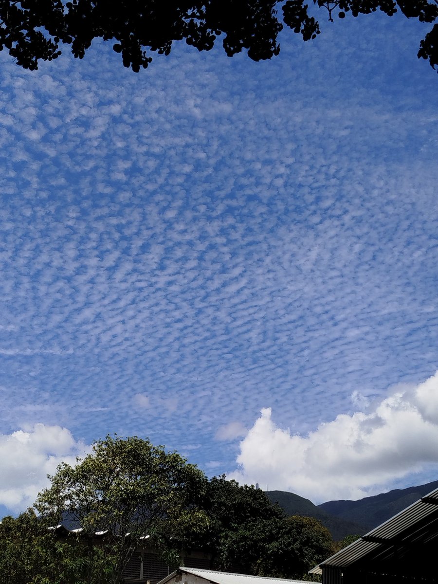 papi afro🐉 tweet media