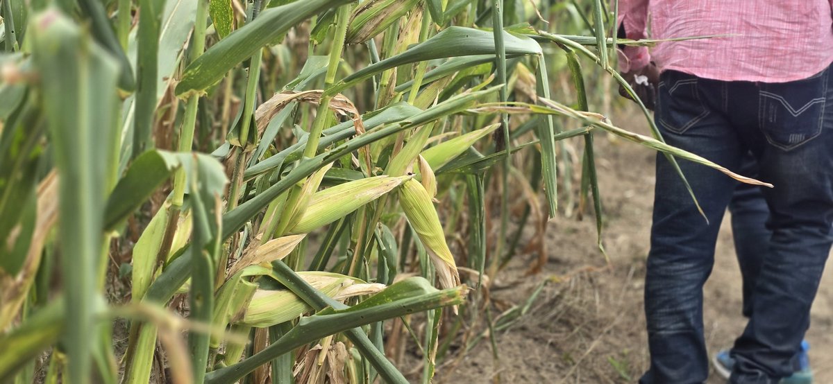 HK TODAY TV tweet media