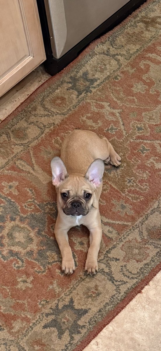 Bulldog 🏈 🇺🇸 tweet media