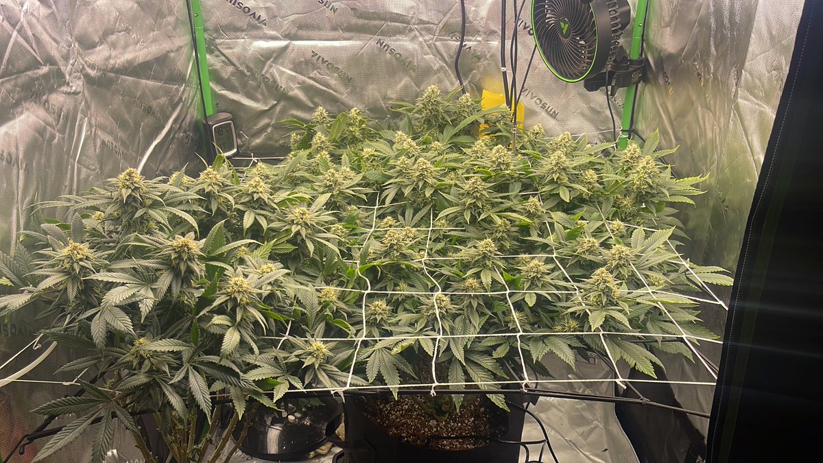 FrostyNugNinga tweet media