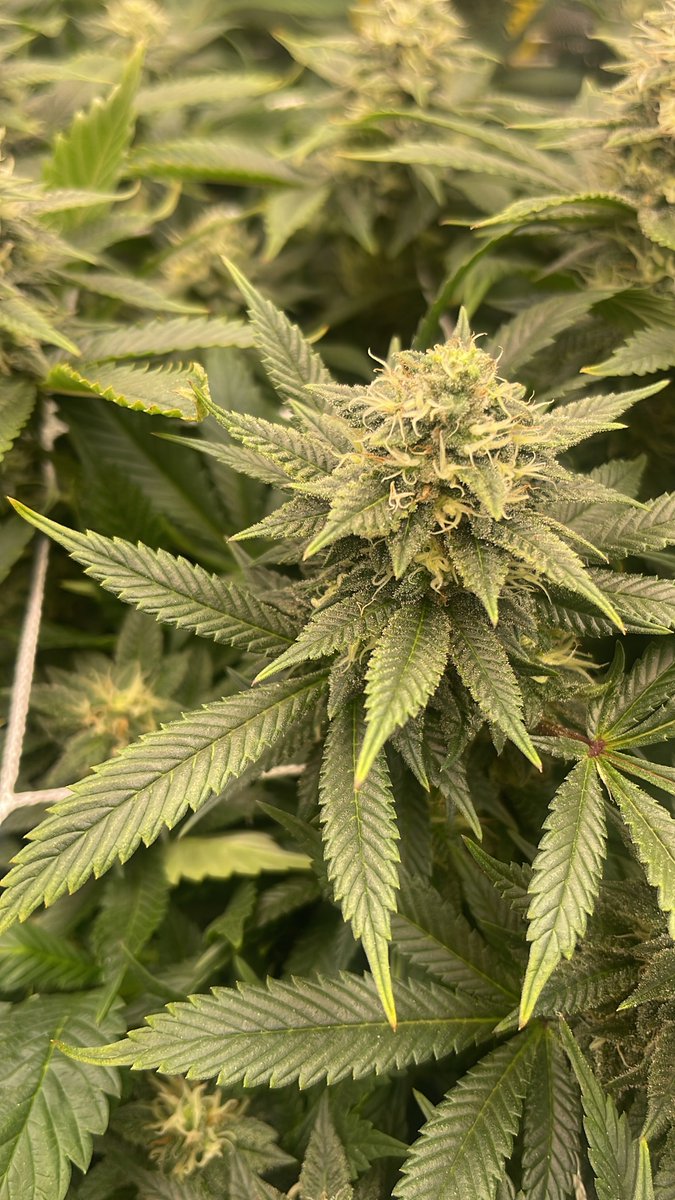 FrostyNugNinga tweet media