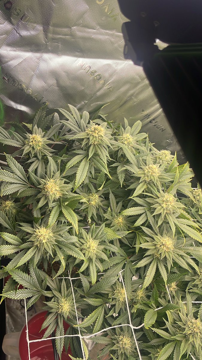 FrostyNugNinga tweet media