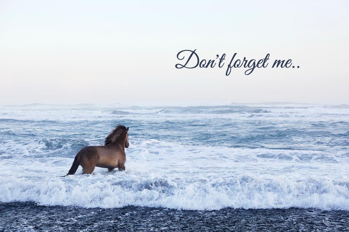 horse (@horseimage) on Twitter photo 