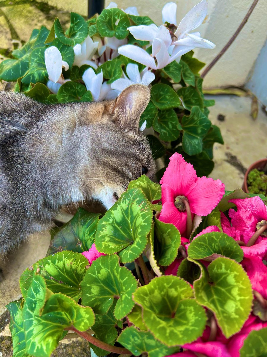 Nikoala's tweet photo. *sniff* *sniff* 🌺 https://t.co/wrecTKzWEh