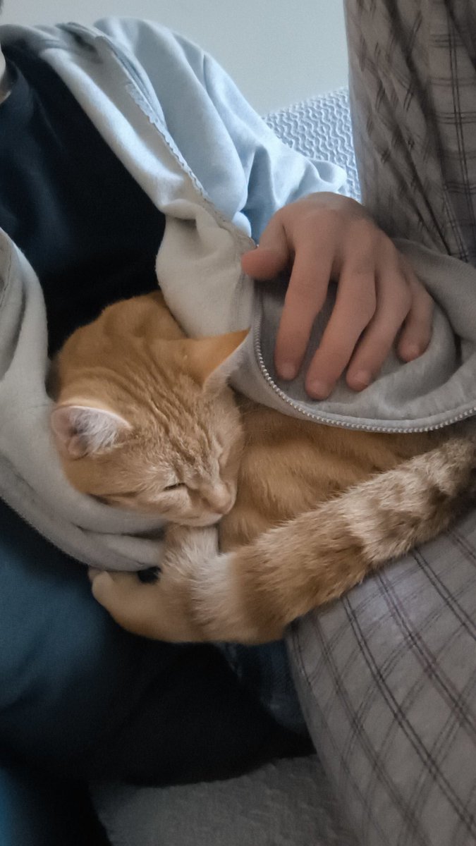 Mehmetkhll's tweet photo. @PostsOfCats No personal space... https://t.co/wr6eIbs4rL