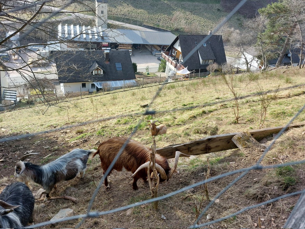 JorgBrinkmann's tweet photo. Ziegenböcke am Berg vor Offenstall.
"Na, was hast Du uns mitgebracht?"
😅🐐 https://t.co/LoGdK2NlXd