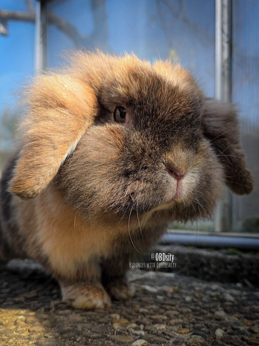 OBDsity | Bunnies in a Bun Dance tweet media