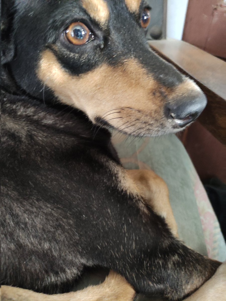 Amigos aún no logro canalizar ninguna ayuda para poder entender a lunita, sigue exactamente igual, mucho moco, fiebre, sin apetito, temblorosa y decaída 🆘💔salta sigue vomitando también, así amaneció el colchón del otro cuarto donde tenemos a salta💔 no se si es sangre RT 🆘 60$