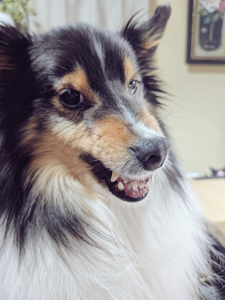 RiroDog's tweet photo. 強そうw
怒ってる→普通な顔どっちも可愛いw https://t.co/sxRVqhoGHK