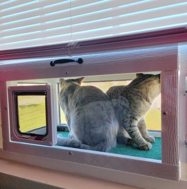 Catwindowpatios's tweet photo. We make the ONE THING your cat will use every day, several times a day, for years to come. It's not a boast. Lucky indoor cats frequently spend literally all day in the patio, getting out to eat and poop! Spring order lag times are still short! (Links in profile) #caturday #cats https://t.co/aZczEtudGL