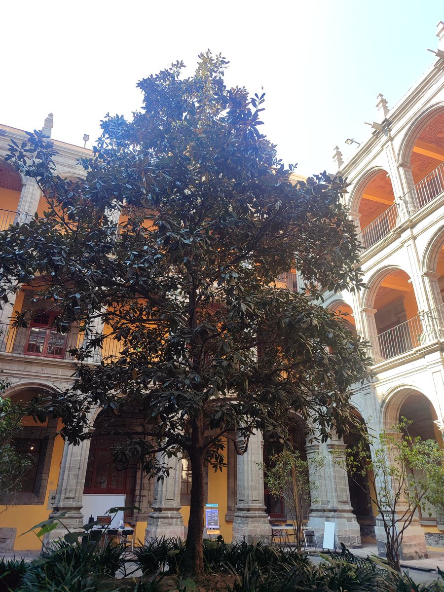 Irving MA tweet media