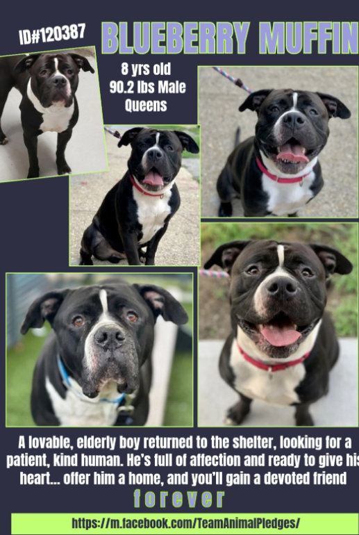 NMBewitched's tweet photo. #SaturdaySublime
#AdoptionisaPassion
I "met" him on a summer's day in 2021
We shared him w/ the world
1st went to an #ACCFoster
Soon to be #Adopted
Now #Returned😭
His posts are long gone, but the heart knows & remembers this beautiful boy.
Known for his impeccable manners, sweet soul & skills.
Older now, but still a BIGLOVE
Residing in the 2nd cage on the left #AdoptionFloor
No idea why he is back, now a #SeniorGent needing a soft landing, TLC & a furever human
His name Blueberry Muffin🫐
https://t.co/XDw75LXahe
Let's get this shy boy home