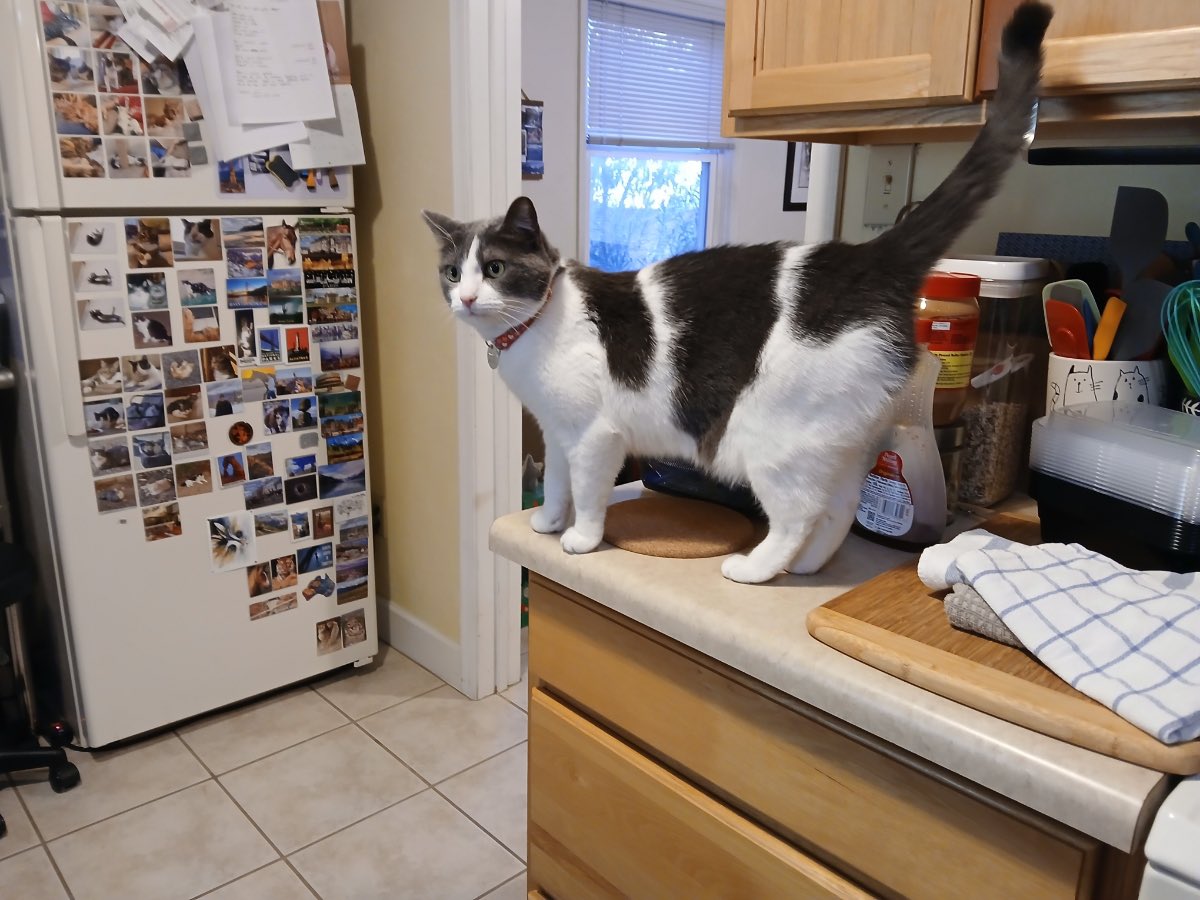 Gus, Echo, & 🌈Tycho (kats2kitties on ig) tweet media