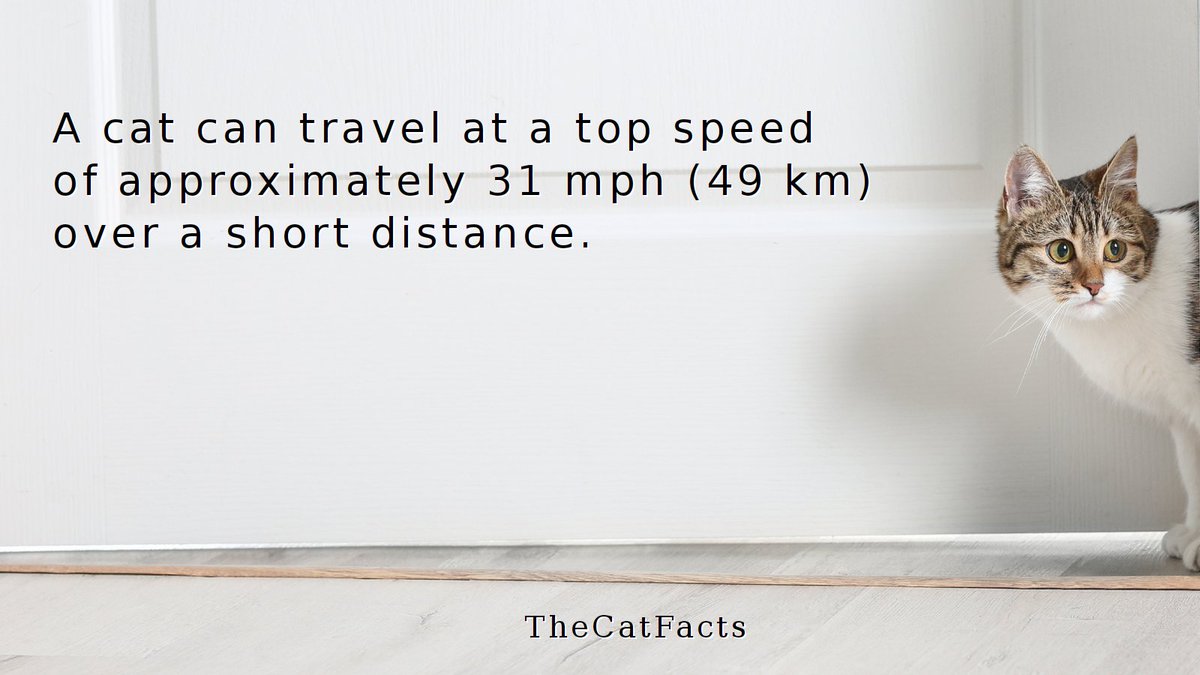 TheCatsFact's tweet photo. Did you know a cat can sprint at 31 mph (49 km/h)? That's faster than you think! 🐈💨 https://t.co/GIB4P154w6