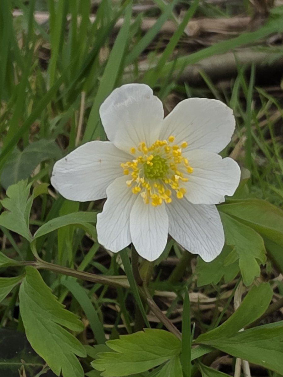 respecting nature tweet media