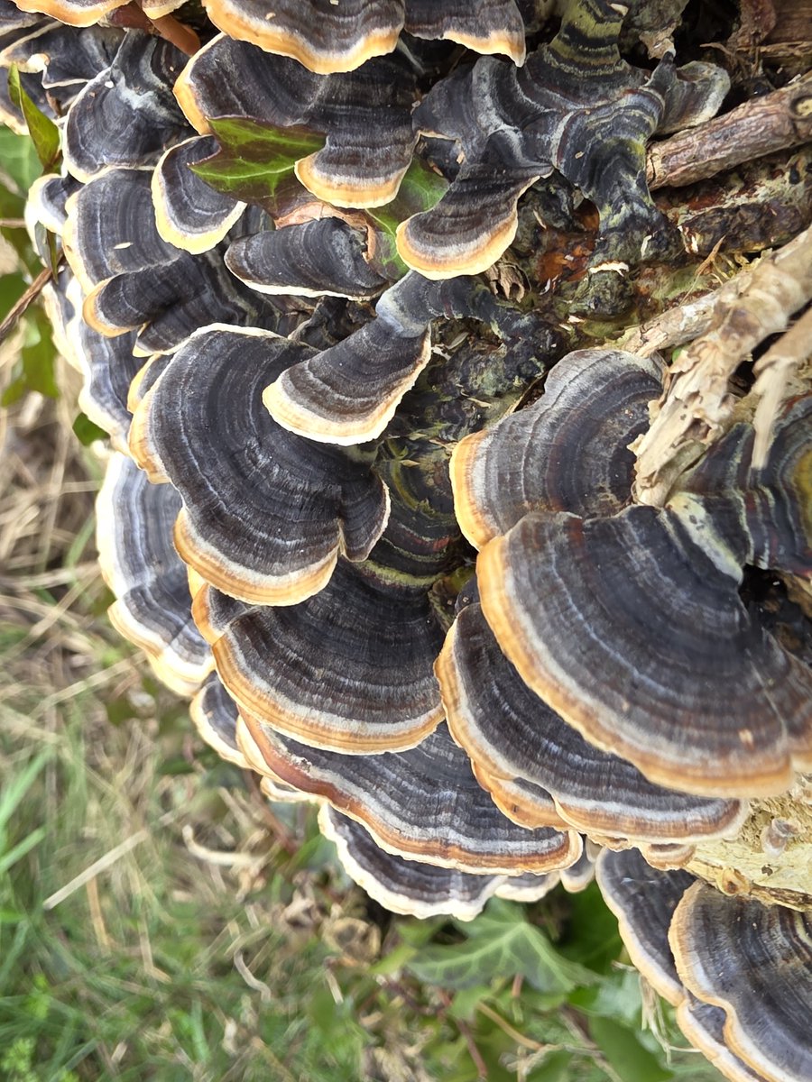 respecting nature tweet media