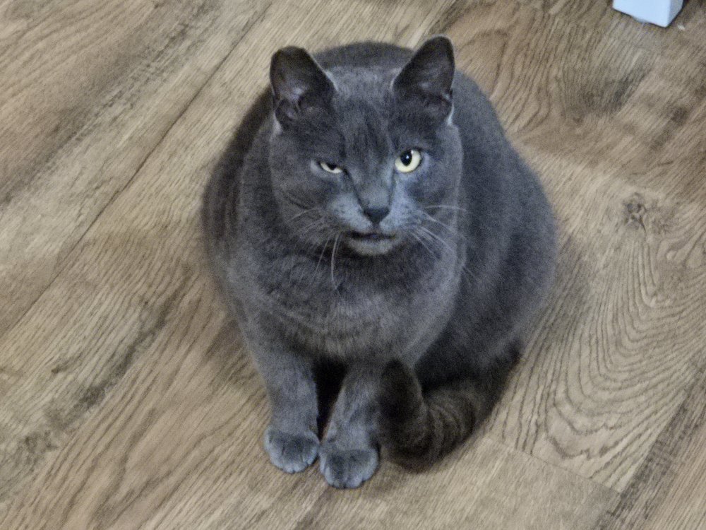 Sneaker is still skeptical. #Caturday