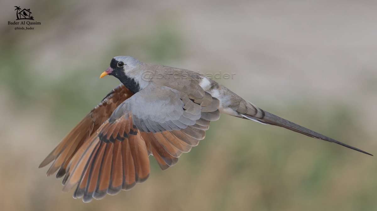 الاسم

يمام طويل الذيل 

Namaqua Dove

Oena capensis

الحالة : مقيم
الموقع : سدير

#السعودية #طيور_السعودية  
#birds #تصويري #saudi_birds #طيور #هشتاق_السعودية  #Oenacapensis  
#NamaquaDove
#المركز_الوطني_للتنمية_الحياة_الفطرية

حساب خاص لرصد طيور السعودية 
 <a href="/Birds_bader2/">راصد طيور السعودية Saudi birds 🇸🇦</a>