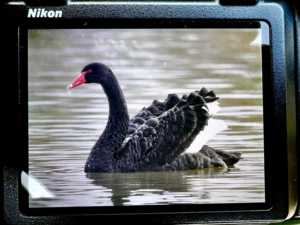 DAN FORDER WILDLIFE - Birds & Nature tweet media