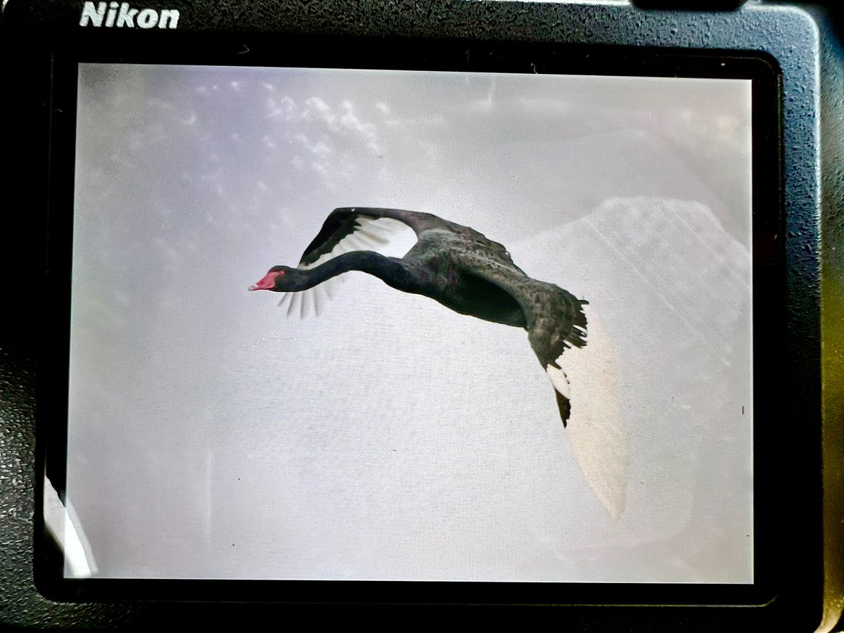 DAN FORDER WILDLIFE - Birds & Nature tweet media