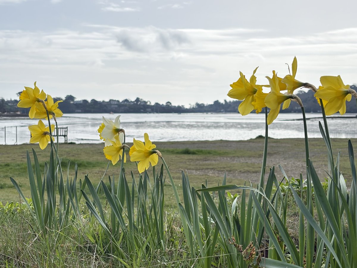 sebnoble's tweet photo. I’m calling it… spring’s now firmly arrived in #Cornwall.
#Feock #Penpol #Devoran https://t.co/0CysYB01Sc