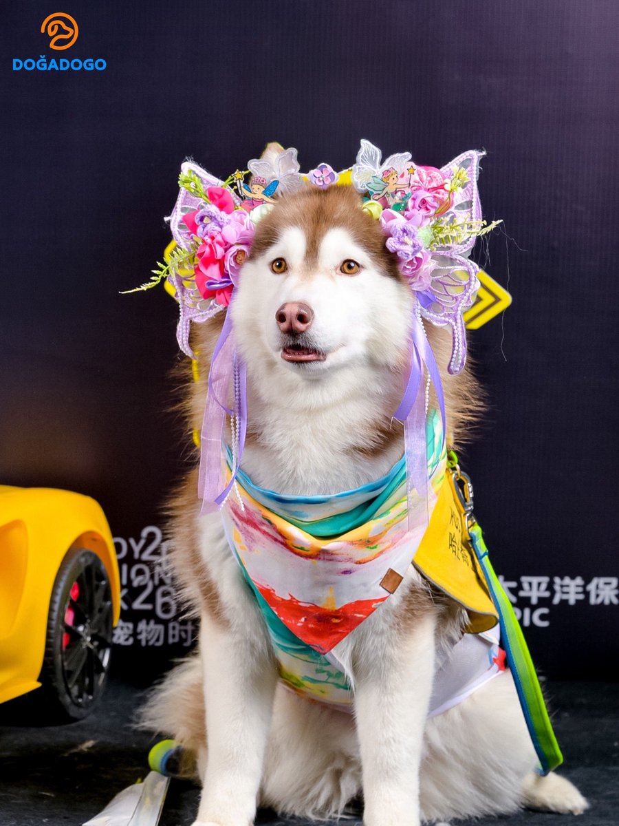 dogadogo2023's tweet image. Dogs literally surrounded our booth today 🐶

At the Shanghai Pet Fashion Week casting,
DGDG’s new spring four-leg suits made their first appearance —
and suddenly everyone was stopping to look and take photos.

#DGDG #DOGADOGO #PetFashion #DogClothes #PetStyle #PetFashionWeek