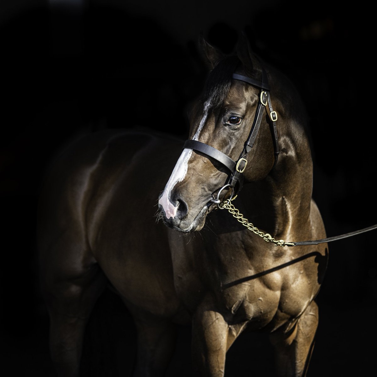 Knockmullen1's tweet photo. Fantastic performance from COOL HOOF LUKE to win the Listed Lady Wulfruna Stakes. The son of ADVERTISE has a bright future! @rpbloodstock @bloodstocknews @TheIrishField https://t.co/NraV3TzXRn