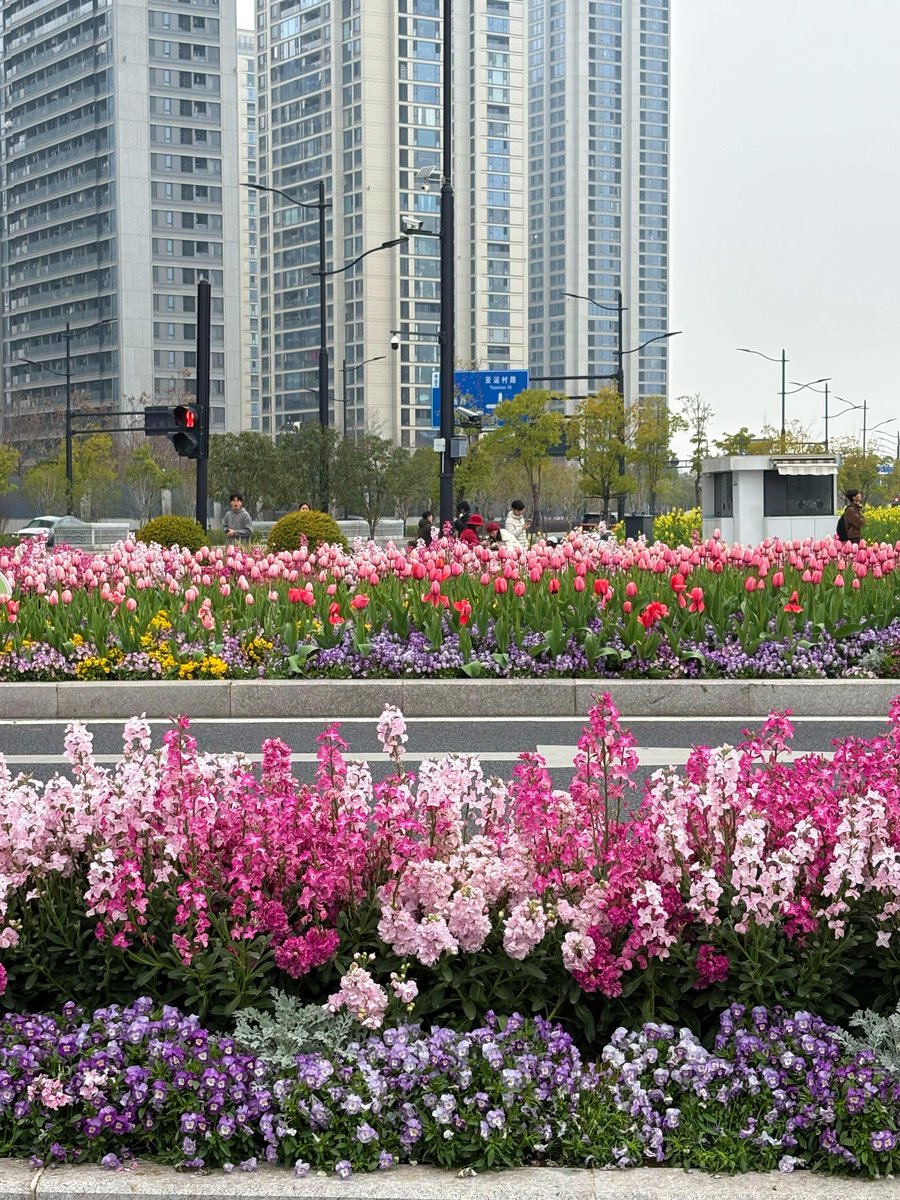 JustCherry__'s tweet photo. 🇨🇳 Spring blooms in Hangzhou’s green belts, with every corner bursting with colorful flowers. https://t.co/aKeEmNwULZ