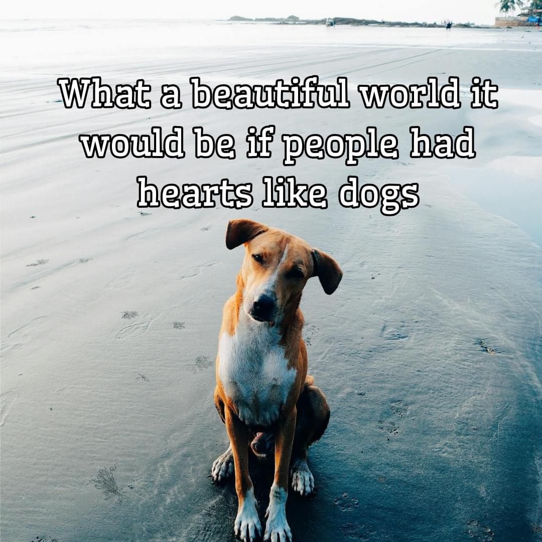 Dog Lovers tweet media