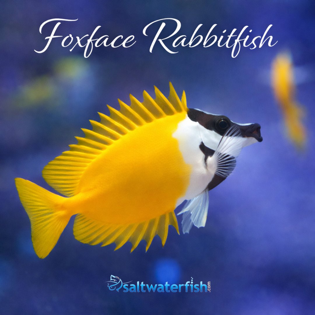 Saltwaterfish.com tweet media