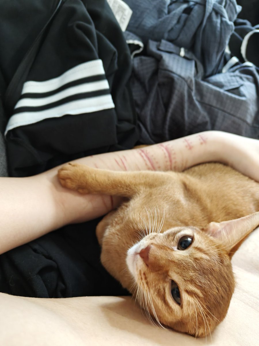 水母悬浊液 tweet media