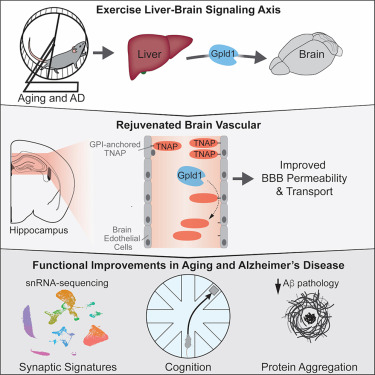 KulikovUNIATF's tweet image. New research uncovers a direct link between #exercise, liver health and brain 🧠 function, openning the door to treatments that mimic exercise 🏃‍♀️ for those who are unable to be physically active. 

Scientists have discovered that a protein released by the #liver during exercise,