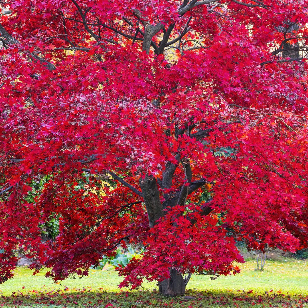 The Gaian Way tweet media